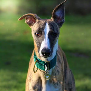 Atacama Martingale in Emerald