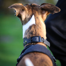 Load image into Gallery viewer, &#39;Midnight&#39; Whippy Collar