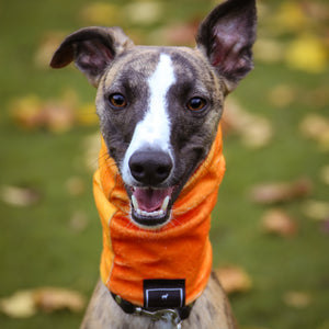 Super-Soft Hound Snood in Autumn Ombré