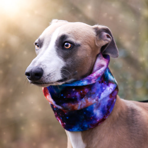 'Orion' Hound Snood