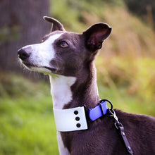 Load image into Gallery viewer, &#39;Sea Foam&#39; Hound Collar