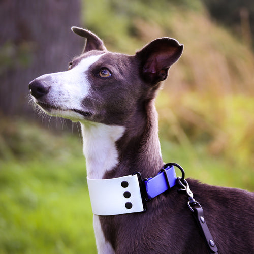 'Sea Foam' Hound Collar