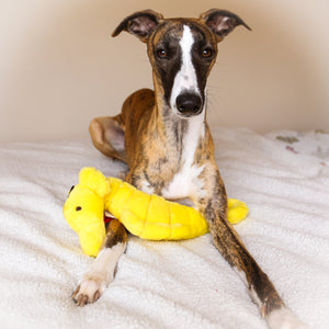 Stella Seahorse