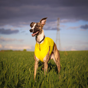 Dandelion Yellow Cotton Tee