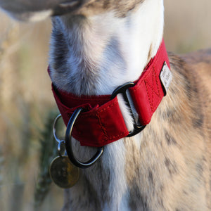 Waxed Cotton Martingale in Wine