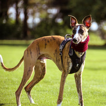 Load image into Gallery viewer, Handmade Hound Snoods