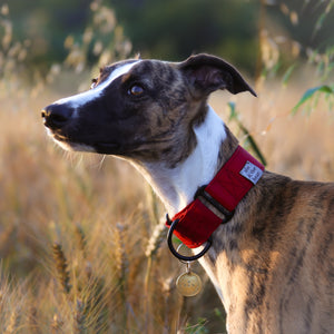 Waxed Cotton Martingale in Wine